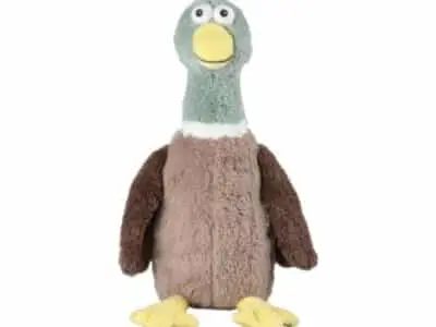 Kruik eend